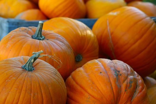 Pumpkins fresh from the harvest ready to be made into pumpkin pies or jack-o-lanterns.  The seeds are also used for snacks and were once used as medicine.