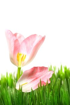 Pink tulip with petal in the grass