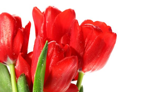 Red tulips against a white background