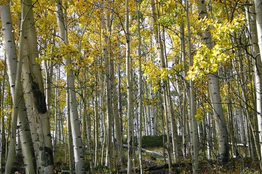 The golden foliage of aspen trees (Populus tremuloides) in autumn contrasts with their stark white trunks.