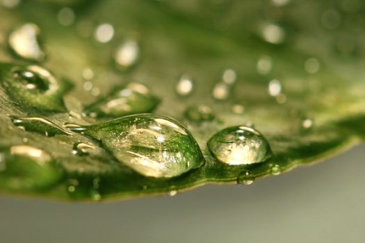 Water drops on leaf after the rain