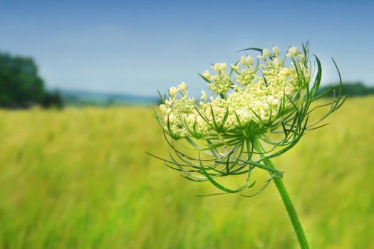 Wild flower against the blue sky