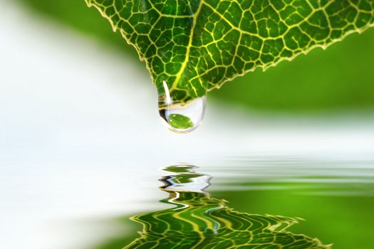 Leaf with water droplet over still water reflection