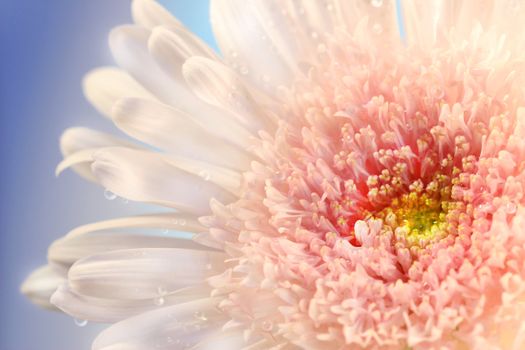Closeup of pink daisy against a blue summer  sky