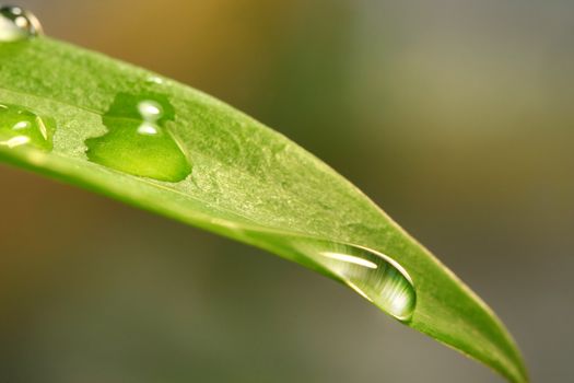 Water droplets on a lily leaf after a rain shower