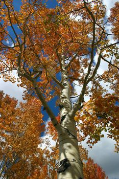 Red Aspen (Populus tremuloides) towers overhead against fluffy white clouds and deep blue sky