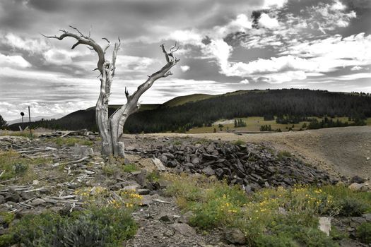 Stark trunk of pine tree marks the spot where many silver mine shafts once decimated the landscape in the Colorado Rocky Mountains