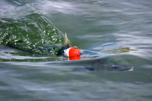 Silver salmon caught with straight-line set-up, swimming with his bobber in tow.