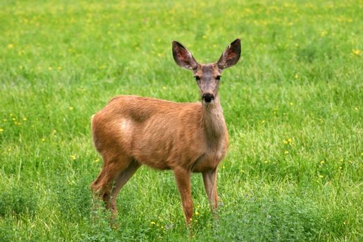 A mule deer (Odocoileus hemionus) doe in a meadow