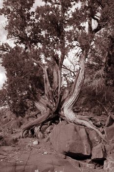 Ancient juniper (Juniperus scopulorum) clinging to life amid rocks on a dry desert mountainside