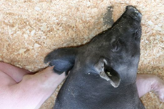 Young pigs (Sus scrofa domestica) sleep in their pens while on display at the county fair