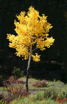 Bright gold of aspens (Populus tremuloides) in Autumn contrasts starkly with the darkness of mountain pines