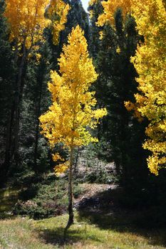 Bright gold of aspens (Populus tremuloides) in Autumn contrasts starkly with the deep green of mountain pines