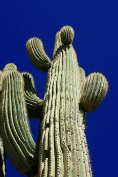 Ancient saguaro cactus (Carnegiea gigantea) reaches for the brilliant blue Arizona sky