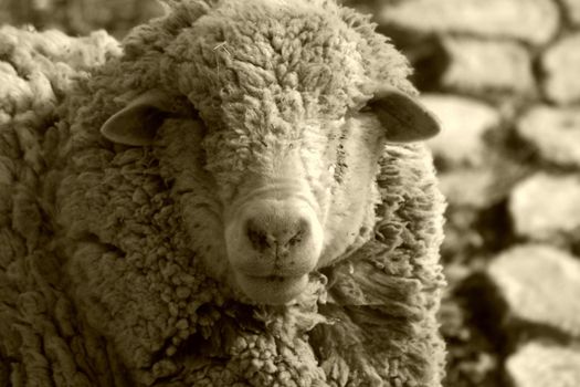 White faced rambouillet sheep (Ovis aries)