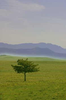 Dawn mists create a layered mountain effect behind a lone pine tree (Pinus edulis) stunted by winds on high mountain meadow. 