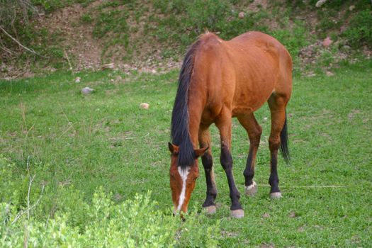 Bay horse (Equus caballus) grazing in a meadow.