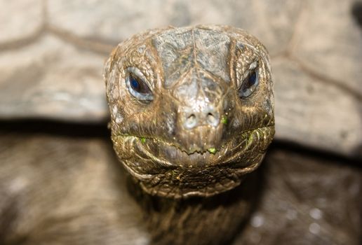 tortoise on seychelles