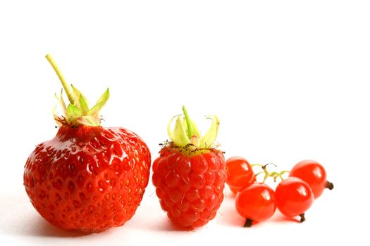 wild berry isolated on white background