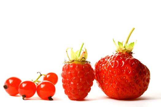 wild berry isolated on white background