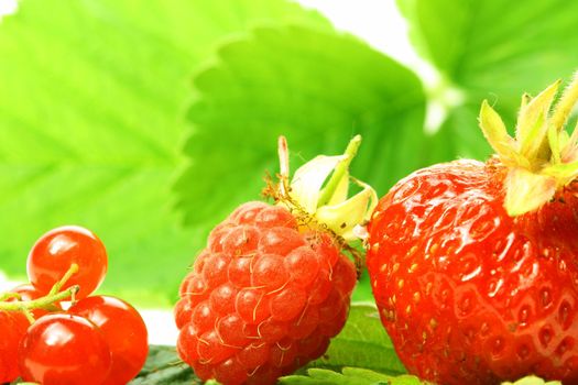 wild berry isolated on white background