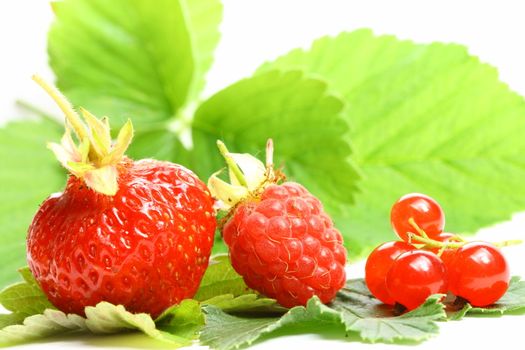 wild berry isolated on white background