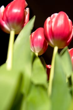 tulips from buttom