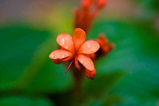 red flower