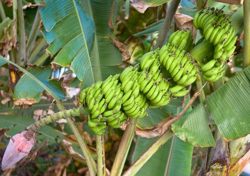 Bunch of bananas on tree