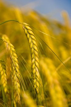 Yellow grain ready for harvest growing in a farm field