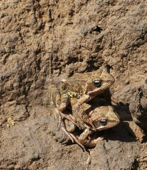 pair frog in damp clay pit