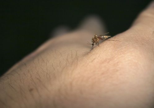 Hungry midge drinking blood from hands of men