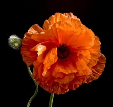 red poppy on the black background