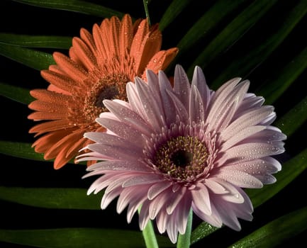 flowers on the black background