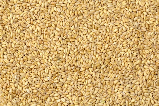 Textured soft wheat seeds background in natural light
