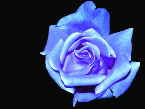 Blue rose over black