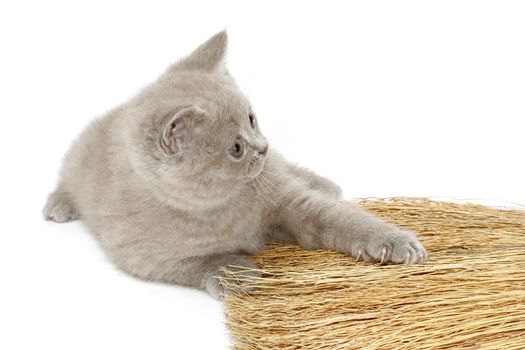 British pedigreed kitty of the mauve colour.