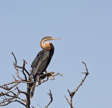 African Darter in The Gambia