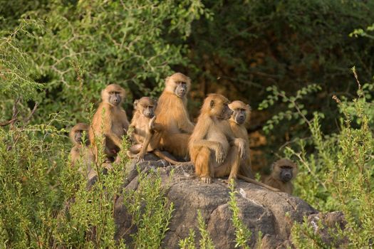 Baboon family group in Niokolo Koba National Park in Senegal