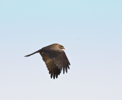 Black Kite flying by Tendaba Camp in The Gambia