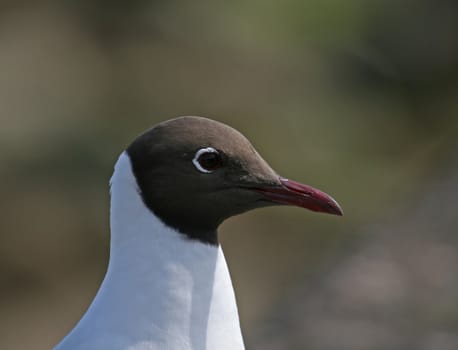 Black-headed Gull close-up