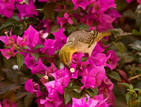 Village Weaver on Bougainvillea sucking nectar from flowers in The Gambia