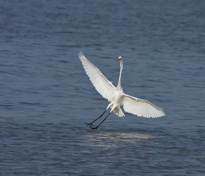 Great White Egret coming in to land at Tendaba