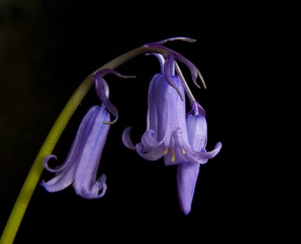 Bluebells in natural light against black background