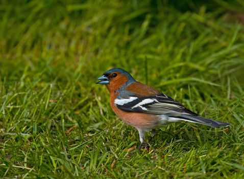 Common Chaffinch male in breeding plumage