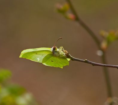 Brimstone Butterfly laying eggs on Buckthorn tree