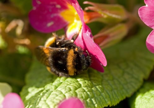 Bumblebee and Mite