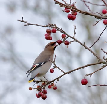 Bohemian Waxwing eating berry during winter migration
