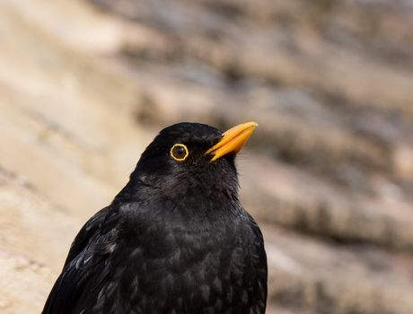  Common Blackbird Close-up in England