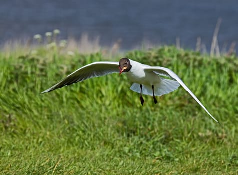 Black-headed Gull scavenging for food scraps